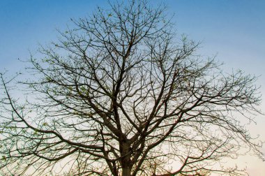Thar Çölü 'nde bir ağaç