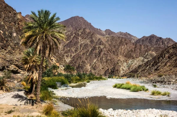 Une Oasis Dans Désert Oman — Photo