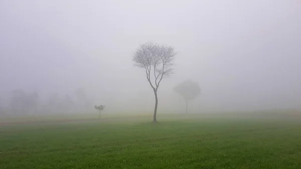 Fog Agriculture Field — Stock Photo, Image