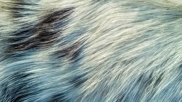 Textura Pêlos Cão — Fotografia de Stock