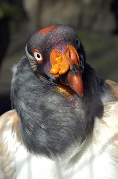 Closeup portrait of a King vulture (Sarcoramphus papa) — Stock Photo, Image