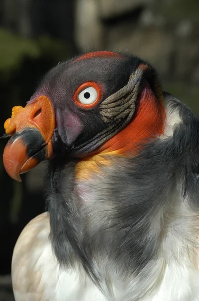 Closeup portrait of a King vulture (Sarcoramphus papa) — Stock Photo, Image