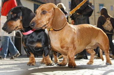 kahverengi ve siyah dachshunds