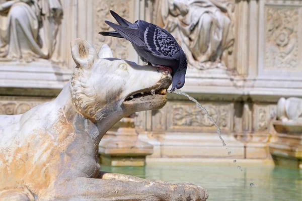 Sevinç - Siena bir ortaçağ mermer çeşme çeşme. Panel fonte gaia, piazza del campo, siena, Toskana, İtalya — Stok fotoğraf