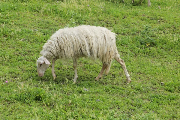 Sheep grazing in Martignano Lake — Stock Photo, Image