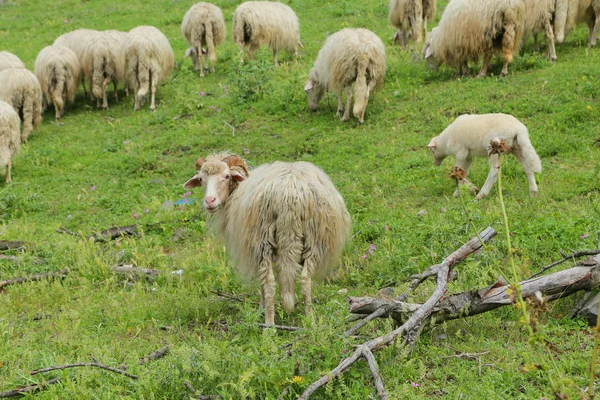 Sheep grazing in Italy — Stock Photo, Image