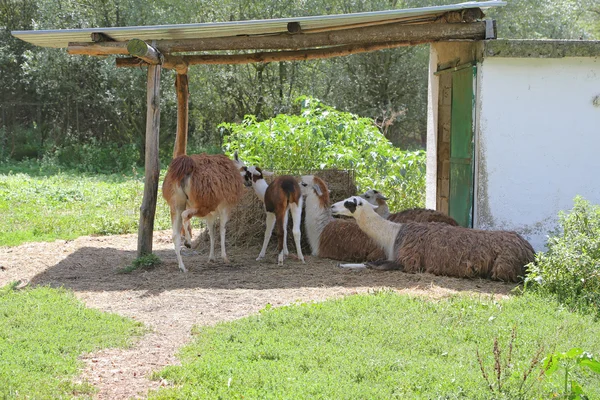 П'ять коричневих лам пасують на пасовищі в зоопарку . — стокове фото
