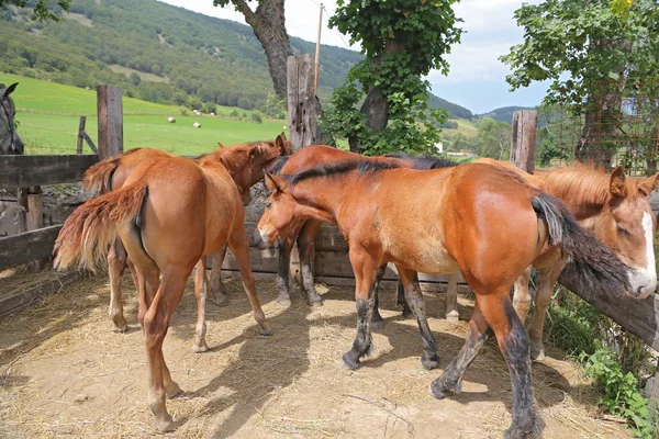 Un grupo de tres caballos jóvenes en el corral —  Fotos de Stock