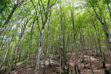 Pescocostanzo 'daki Sant Antonio Ormanı