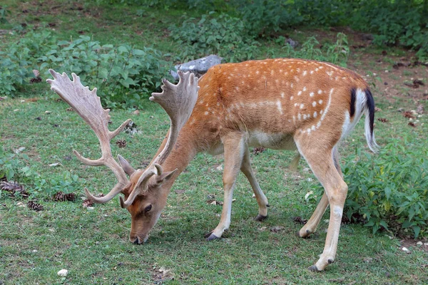 Fallow deer during the rutting season — Stock Photo, Image