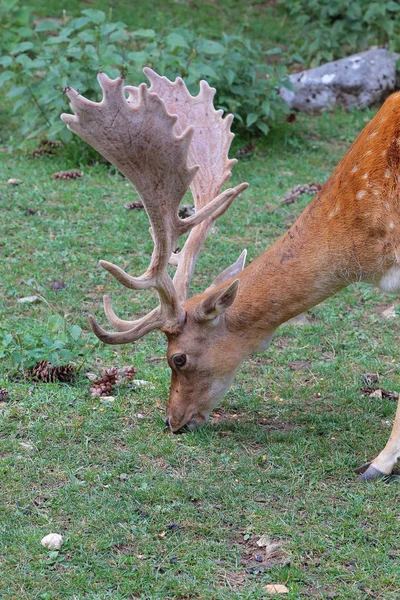 Fallow deer during the rutting season — Stock Photo, Image