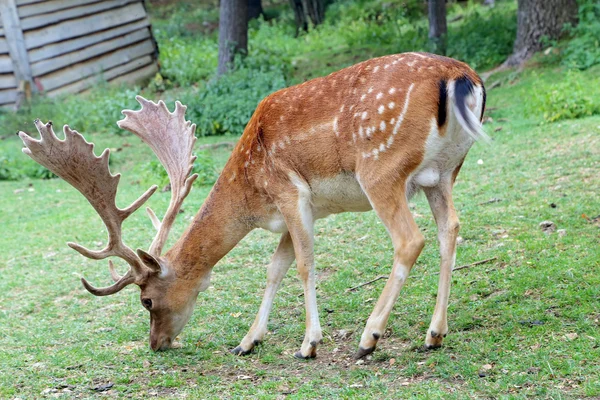 Fallow deer during the rutting season — Stock Photo, Image