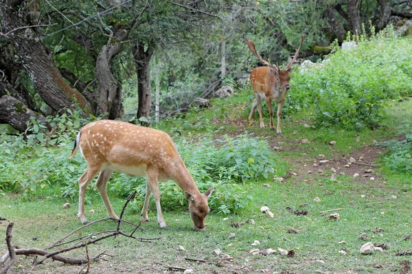 在树林里的小鹿 — 图库照片