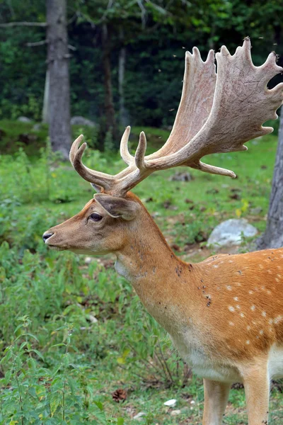 Fallow deer during the rutting season — Stock Photo, Image