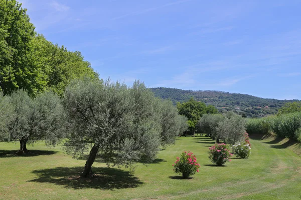 Olive grove in Bolesna, Lazio region, Italy — Stock Photo, Image