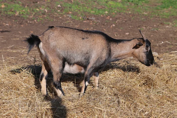 Brown goat eating hay — Stock Photo, Image