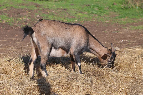 Brown goat eating hay — Stock Photo, Image
