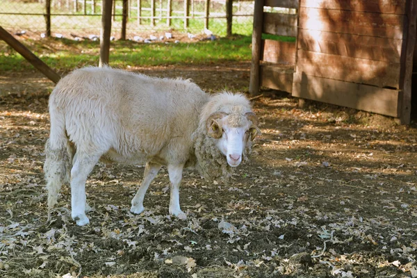 Ram in the farm — Stock Fotó