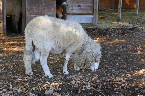 Bélier dans la ferme — Photo