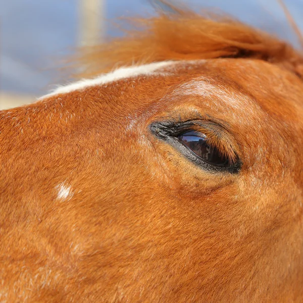 Primer plano de un ojo de caballo marrón con fondo borroso —  Fotos de Stock