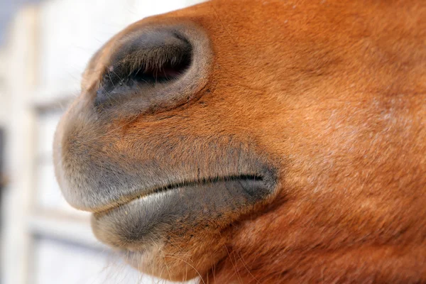 Uma vaca a comer feno encostada nos carris de um celeiro de metal Imagens De Bancos De Imagens Sem Royalties