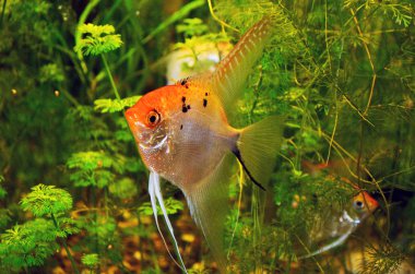 Yeşil çalılık Angelfish