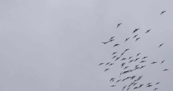 Flock Cape Petrels Daption Capense Flyger Mot Mulen Himmel Elefantön — Stockvideo