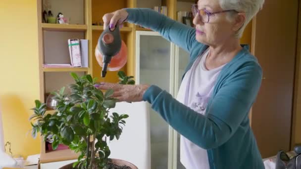 Senatorin Besprüht Topfpflanze Hause Mit Wasser — Stockvideo