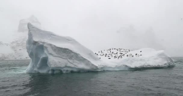 Pingüinos Adelie Iceberg Bluff Marrón Antártida — Vídeo de stock