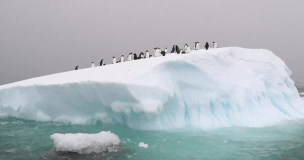Adelie Pinguins Iceberg Brown Bluff Antártida — Vídeo de Stock