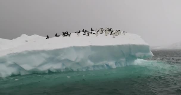 Pingüinos Adelie Iceberg Bluff Marrón Antártida — Vídeos de Stock