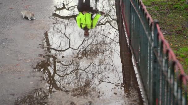自転車を持つ男は水たまりに反映されます イギリスのロンドン — ストック動画