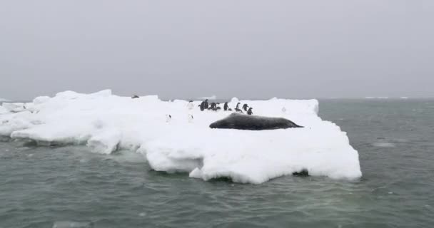 ヒョウアザラシと氷の上にアデリーペンギン 南極のブラウンブラフ — ストック動画