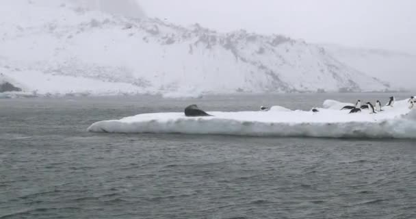 Leopardsäl Och Måsar Isflak Brun Bluff Antarktis — Stockvideo