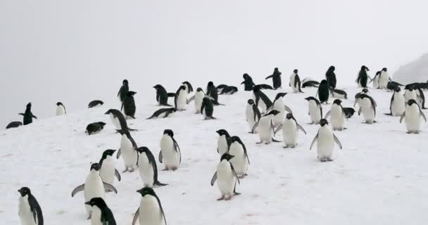 Adelie Penguins Ijsberg Bruine Bluf Antarctica — Stockvideo