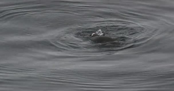 Pingüino Adelie Nadando Mar Bluff Marrón Antártida — Vídeo de stock