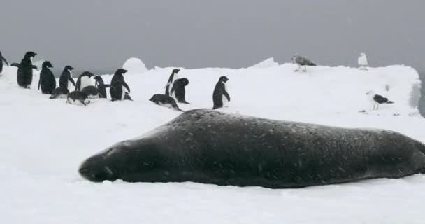 Морской Леопард Пингвины Адели Льдине Браун Блафф — стоковое видео