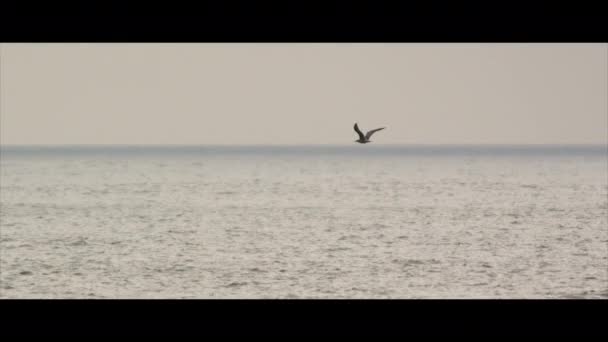 Denizin Üzerinde Uçan Deniz Kuşu — Stok video
