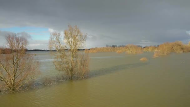 Alberi Nel Paesaggio Allagato Hurwenen Gelderland Paesi Bassi — Video Stock