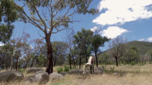 Young Woman Walking Grassy Field Victoria Australia — Stock Video
