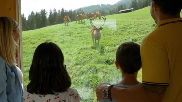 Rodinné Krmení Při Pohledu Jeleny Poli Oknem Alta Badia Itálie — Stock video