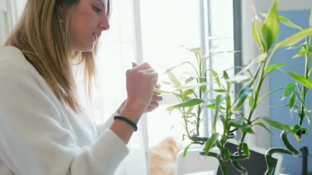 Frau Putzt Und Sprüht Kleine Bambuspflanze Hause — Stockvideo