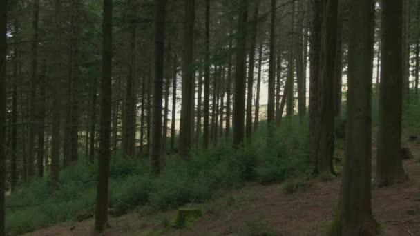 Foresta Nel Parco Nazionale Del Lake District — Video Stock