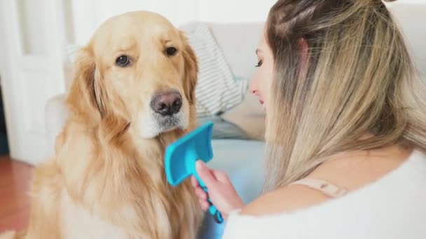 Mujer Cepillarse Besar Golden Retriever Sala Estar — Vídeos de Stock