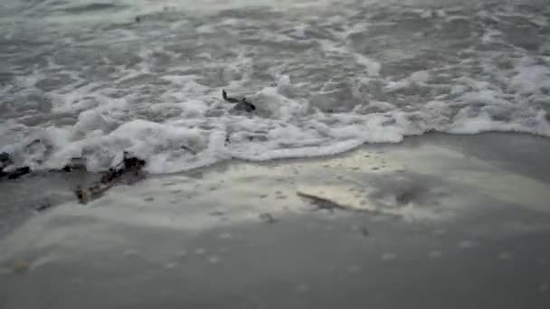 Onde Marine Sulla Spiaggia Belfast Irlanda Del Nord — Video Stock