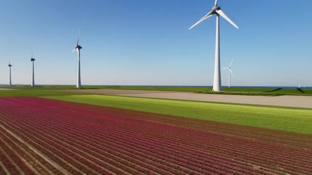 Windturbines Bollenvelden Zee Urk Flevoland Nederland — Stockvideo