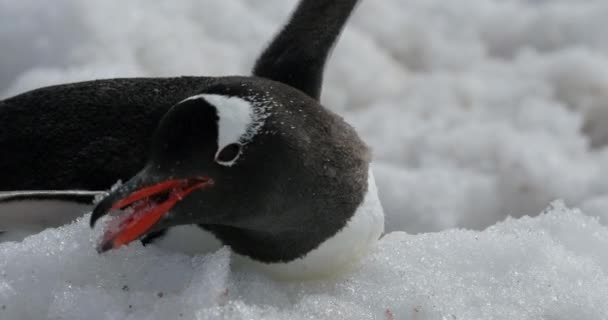Ezelspinguïns Pygoscelis Papua Sneeuw Cuverville Island Antarctica — Stockvideo