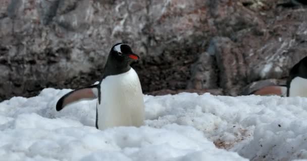 Pinguins Gentoo Pygoscelis Papua Neve Ilha Cuverville Antártida — Vídeo de Stock