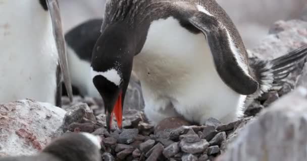 在岩石上的基因企鹅 Pygoscelis Papua Cuverville Island Antarctica — 图库视频影像