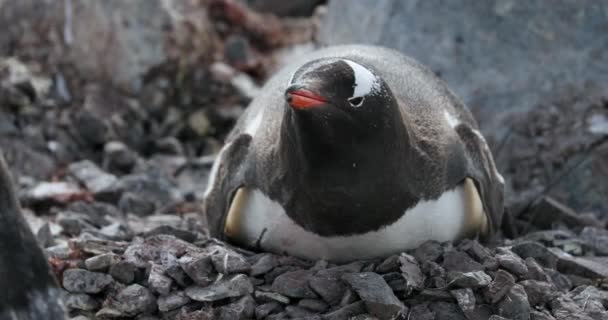 Pinguim Gentoo Pygoscelis Papua Rochas Ilha Cuverville Antártida — Vídeo de Stock